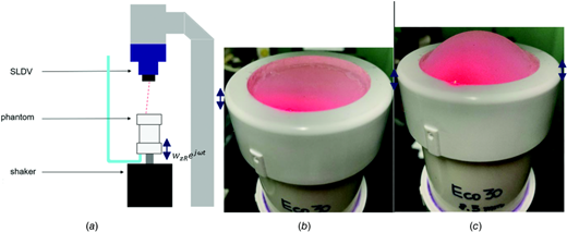 Experimental setup: (a) pressure-backed phantom plate vibrated by shaker, with SLDV measurement of flexural wave motion on surface; (b) no static pressure; and (c) 75 cm H2O static pressure (note surface bulging)